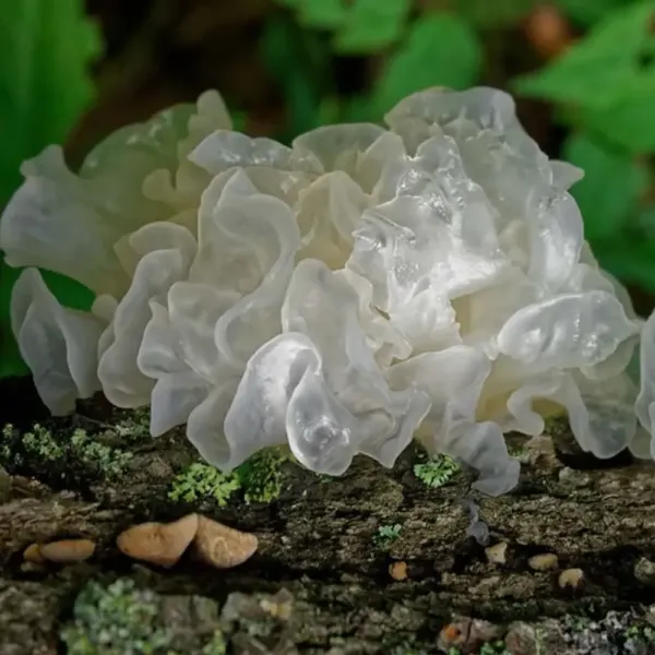 granaterra-tremella