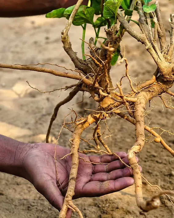 Raíz de Ashwagandha