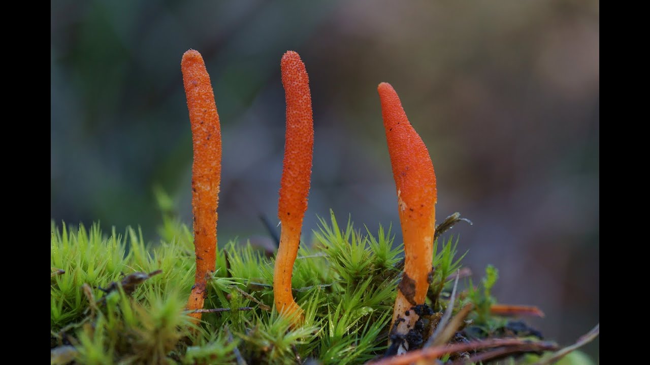 Hongo Cordyceps
