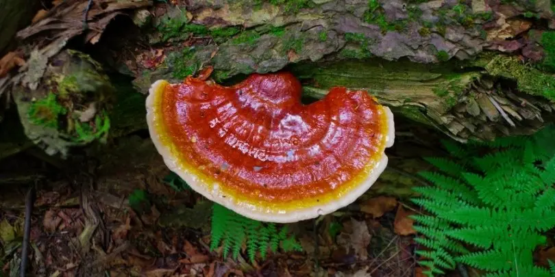 Hongo Reishi